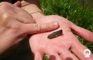 Caddisfly macroinvertebrate
