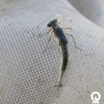 Damselfly macroinvertebrate