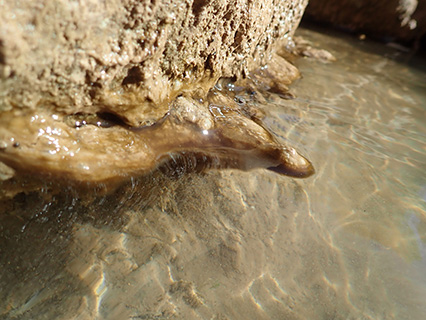 Harmful Algal Bloom Example: "Benthic Mats"