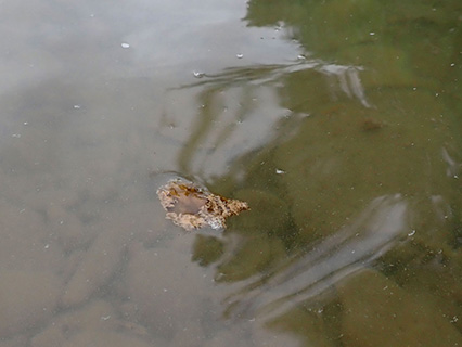 Harmful Algal Bloom Example: "Benthic Mats"